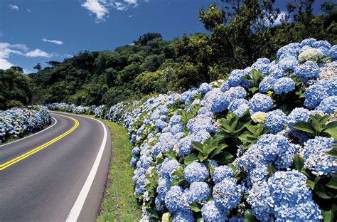 Aprender Sobre Imagem Gramado Onde Ir Fotos Br Thptnganamst Edu Vn