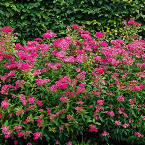 Спирея японика (Spiraea japonica) | Цветя, декоративни растения ...