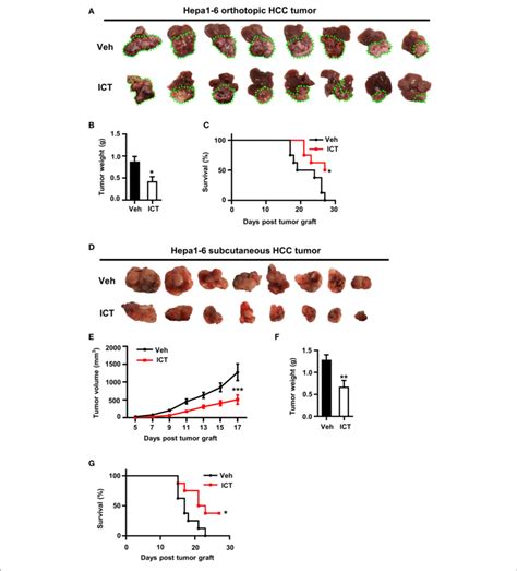 Icaritin Inhibits The Growth Of Orthotopic And Subcutaneous Hepa