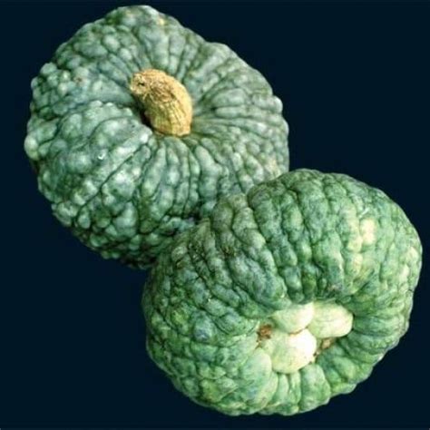 Italian Heritage Heirloom Winter Squash Organic Seeds Marina De