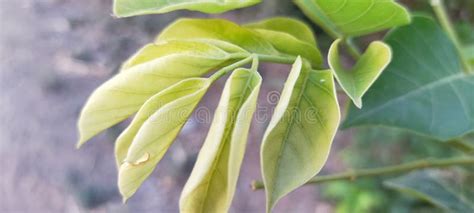 New Leaflets And Blossom On Branch Of Pussy Willow Stock Photo Image Of Nature Bough