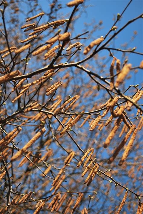 Images Gratuites arbre forêt herbe de plein air branche hiver