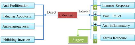 Frontiers Local Anesthetic Lidocaine And Cancer Insight Into Tumor