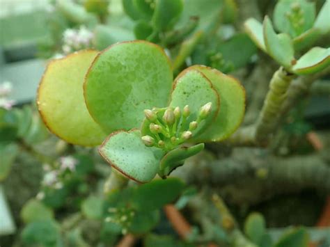 Crassula Arborescens Subsp Undulatifolia Ripple Jade