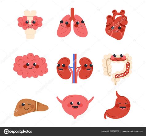 Conjunto Órganos Internos Humanos Lindos Corazón Pulmones Hígado