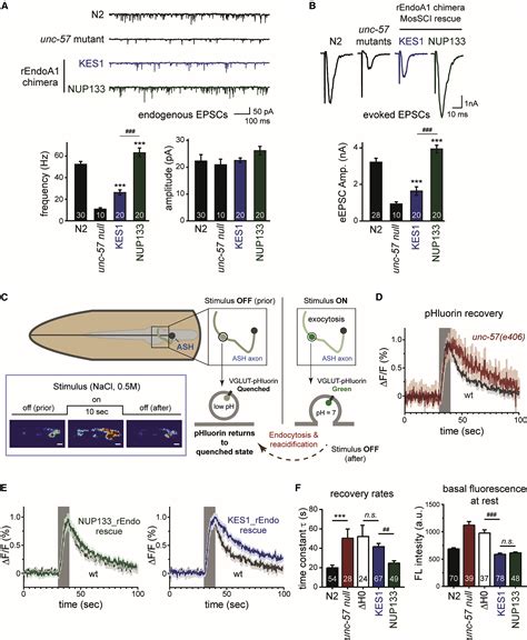 The Endophilin Curvature Sensitive Motif Requires Electrostatic