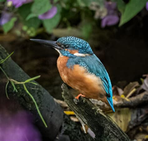 Common Kingfisher - Owen Deutsch Photography