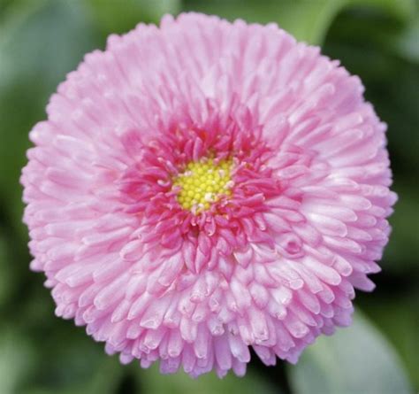 Common Daisy Beluga Bicolor Rose 25pcs Kirbitislv