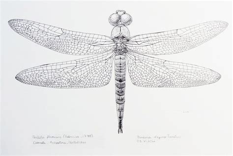 Dragonfly Scientific Drawing