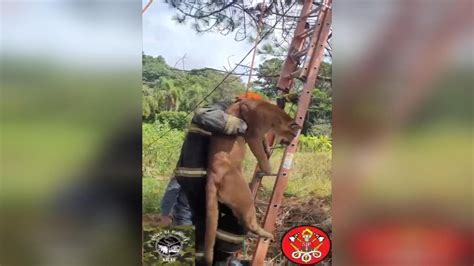 On A Parda Encontrada Em Cima De Rvore Resgatada Em S O Roque Veja