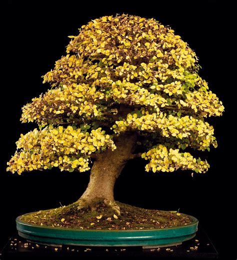 Celtis Bonsai Today