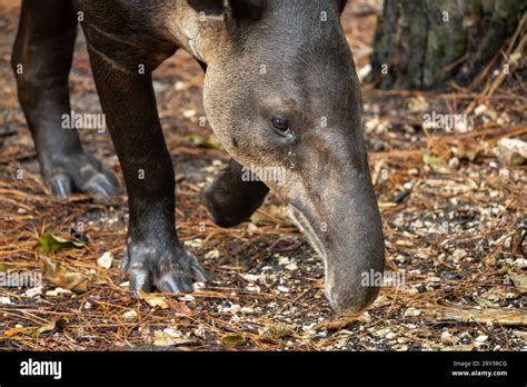 The endangered Baird's Tapir, Tapirus bairdii, in the Belize Zoo Stock ...