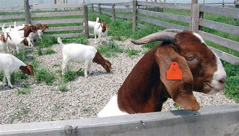 11 Best Smaller And Miniature Goat Breeds