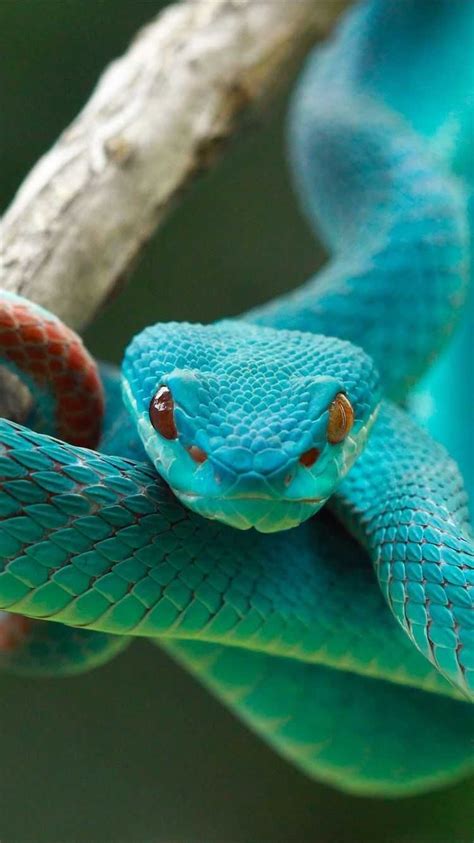 Snake Background Discover More Animal Highly Mobile Jaws Limbless