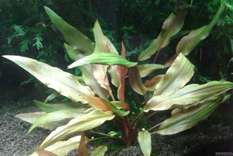 Cryptocoryne Beckettii Petchii Pink Flowgrow Aquatic Plant Database