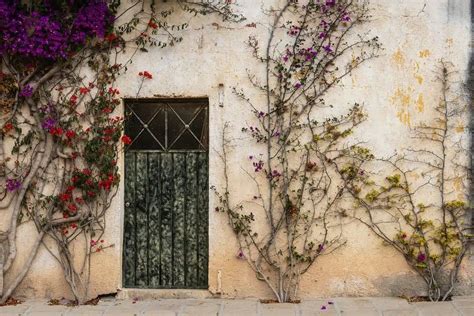 Les plantes grimpantes incontournables pour sublimer vos façades