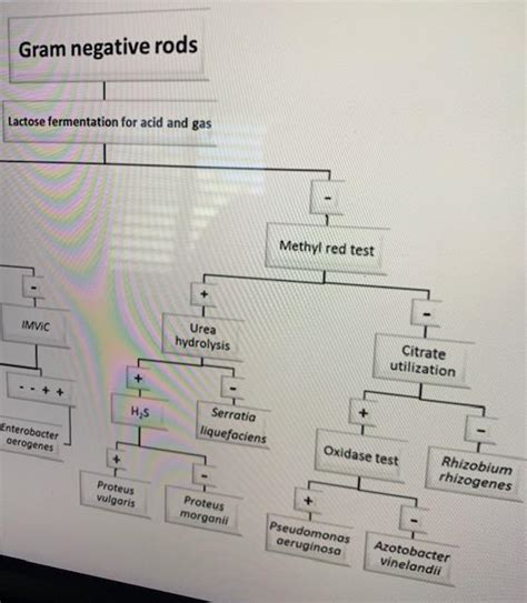 Solved Gram Negative Rods Lactose Fermentation For Acid And