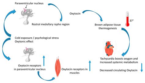 Ijms Free Full Text The Long Way Of Oxytocin From The Uterus To The