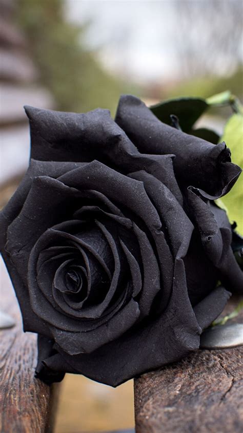 Significado De Las Rosas Negras Flores Bonitas