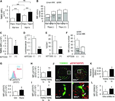 mitochondria  pstat  upregulated  mk differentiating