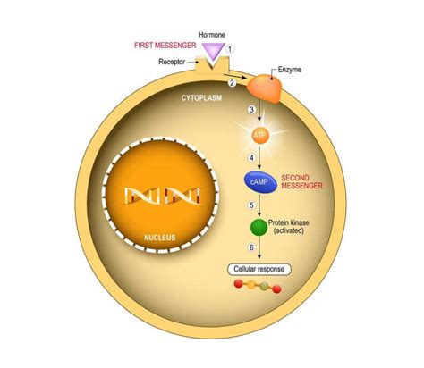 Origins Of Cell Compartmentalization AP Biology Biology Dictionary