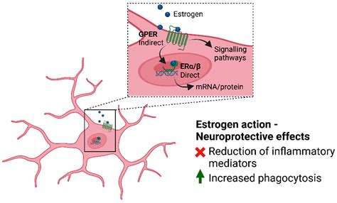 Biomedicines Free Full Text Complexity Of Sex Differences And Their Impact On Alzheimer’s