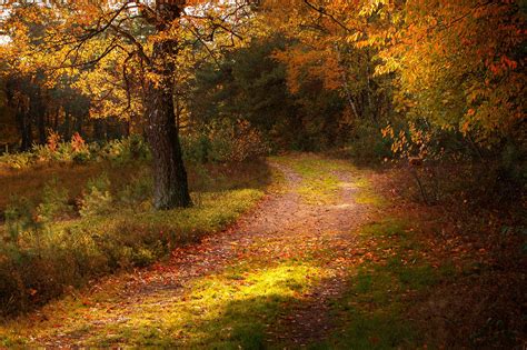 Forest Path Fall - Free photo on Pixabay