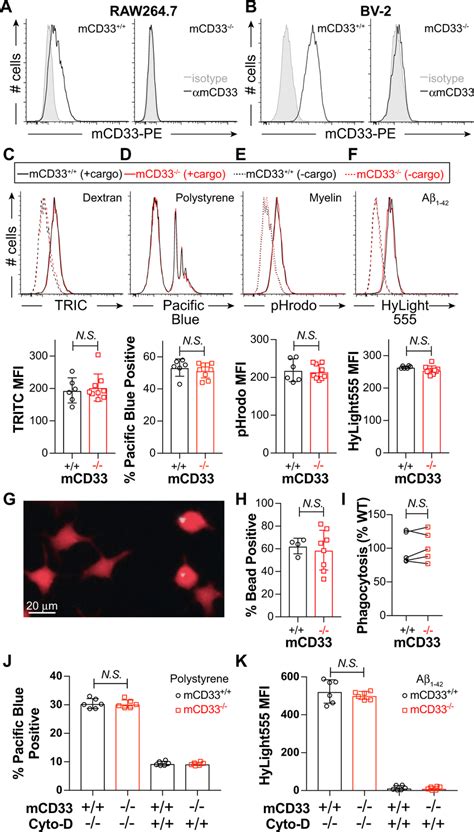 Phagocytosis In Mcd33 And Mcd33−− Cultured Macrophages And