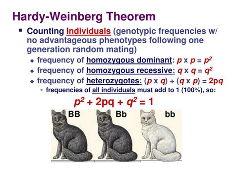 Ppt Chapter Measuring Evolution Of Populations Powerpoint