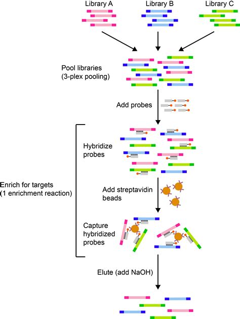 Understanding Library Pooling For Illumina DNA Enrichment Kits