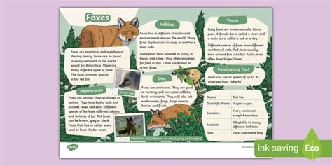 Foxes Ks Fact File Twinkl Ks Hecho Por Educadores