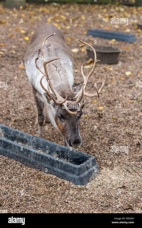 Reindeer At Dudley Zoo West Midlands Uk Stock Photo Alamy