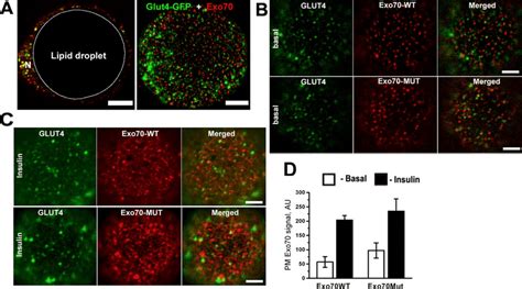 Co Expression And Subcellular Localization Of GLUT4 And Exo70 In