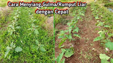 Cara Membersihkan Gulma Rumput Liar Pada Tanaman Dengan Cepat Dan Mudah