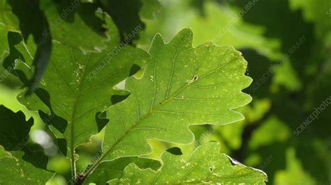 English oak leaves - Stock Video Clip - K011/8396 - Science Photo Library