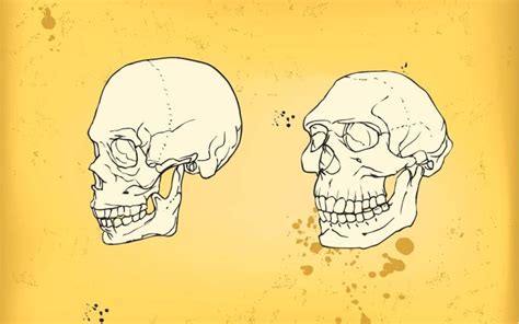 Reconstruyen Rostro De Una Mujer Neandertal Que Vivi Hace A Os