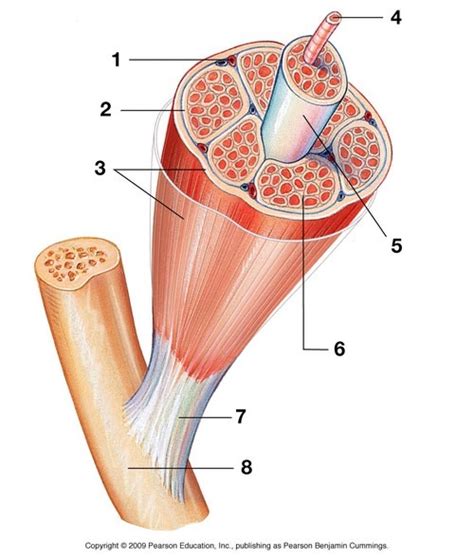 Tendon Tissue Diagram