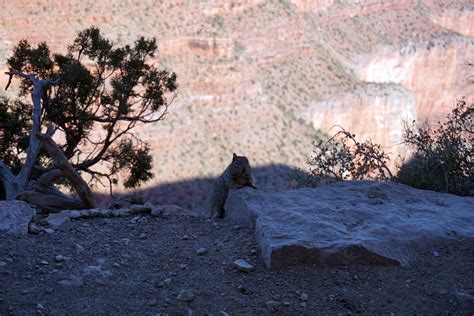 Squirrel in the Grand Canyon : r/squirrels