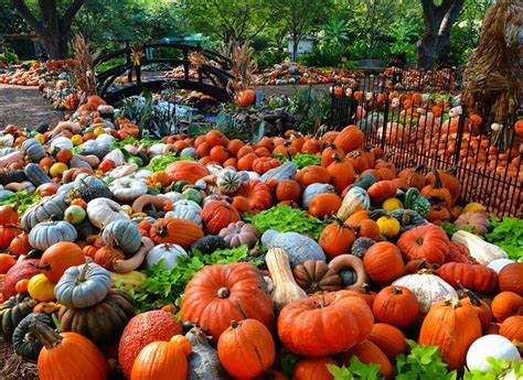 Don T Miss These 10 Great Pumpkin Patches In Texas This Fall Pumpkin