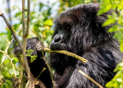 8 Days Rwanda Culture Gorilla Tour Rwanda Cultural Safari