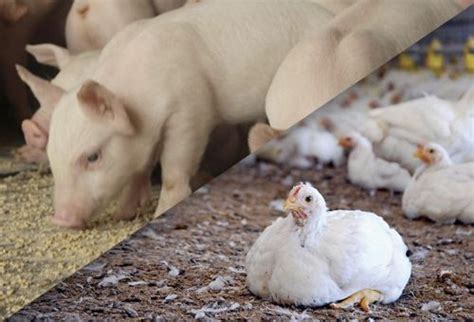 Porcicultores y avicultores también se beneficiaron con subastas