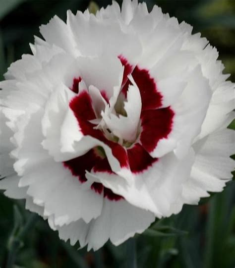 Dianthus Hardy Carnation Our Plants Kaw Valley Greenhouses