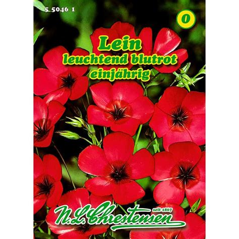 Linum Grandiflorum Lein Online Kaufen Bei Blumixx