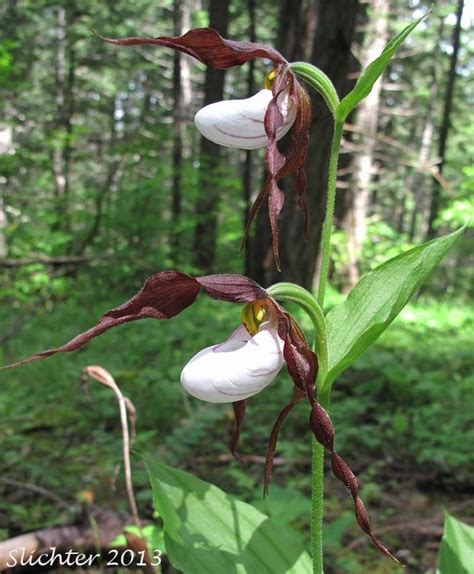 Two White And Brown Flowers In The Woods