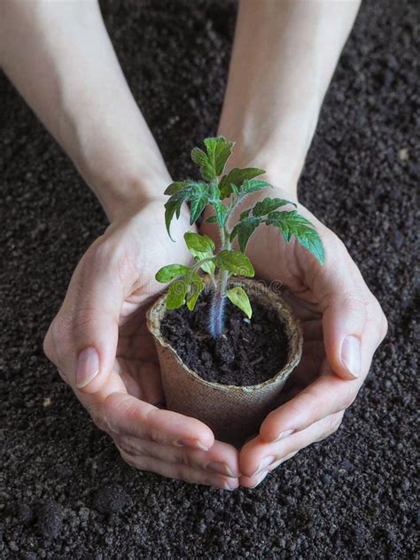 Seedlings of Tomatoes in Peat Pots. Vegetable Agriculture. Stock Image ...