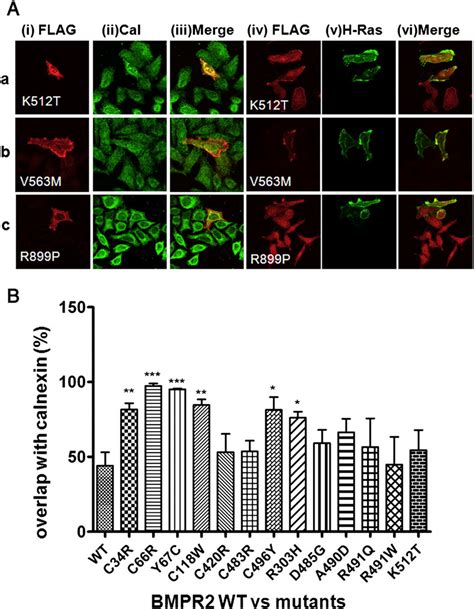 Subcellular Localization Of Bmpr Cytoplasmic Tail Domain Mutants And