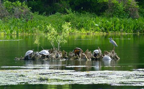 Wakulla Springs Wildlife Photograph by Carla Parris - Fine Art America