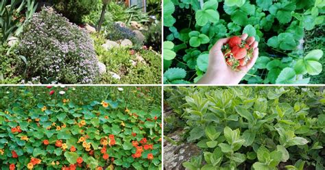 Best Edible Ground Covers For A Sustainable Foodscape