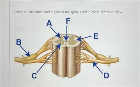 Solved Label The Structures And Region Of The Spinal Cord In Chegg