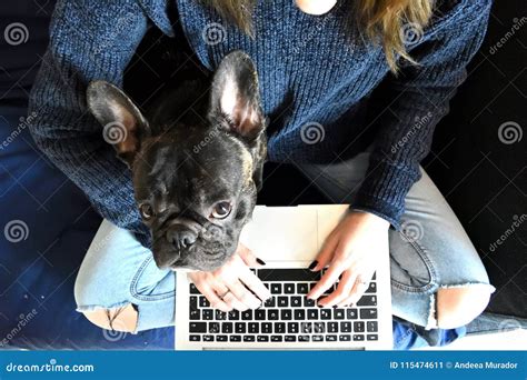 A Bulldog That Control The Work Stock Image Image Of Green Ancient